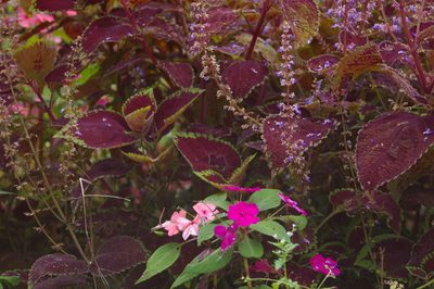 Coleus scutellarioides, photographed by Don Johnston