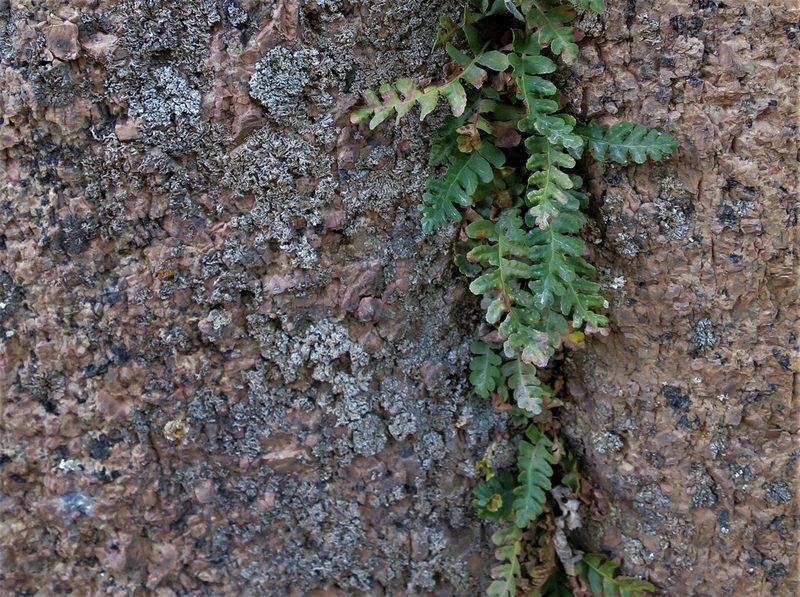 Polypodium saximontanum, photographed by Steve Taylor