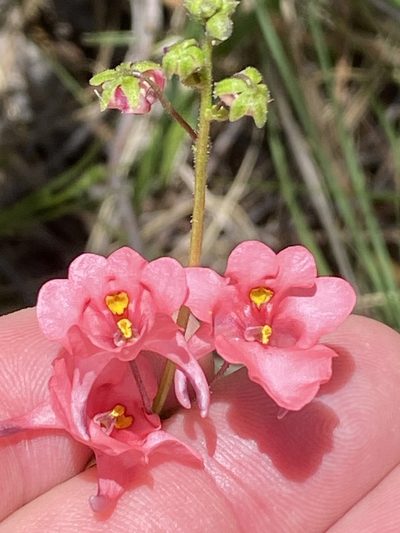 Diascia capsularis, photographed by Dave U