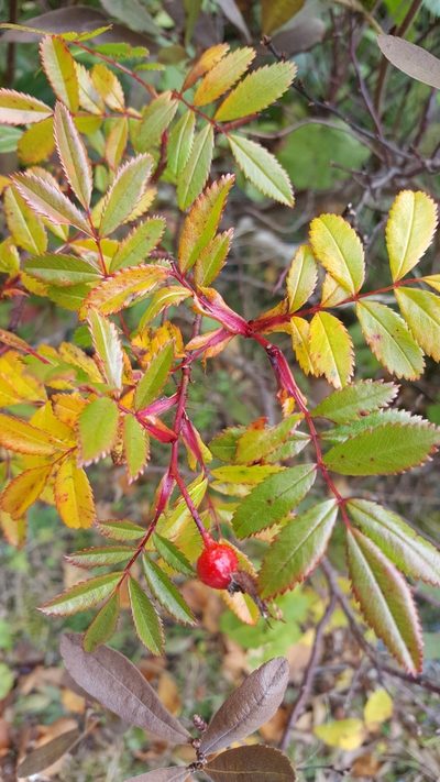 Rosa nitida, photographed by Todd Boland
