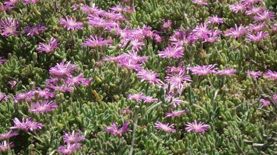Drosanthemum hispidum, photographed by Shaun Swanepoel