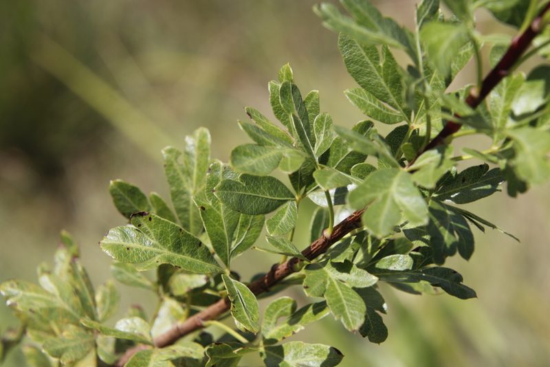 Polemannia montana, photographed by Tony Rebelo
