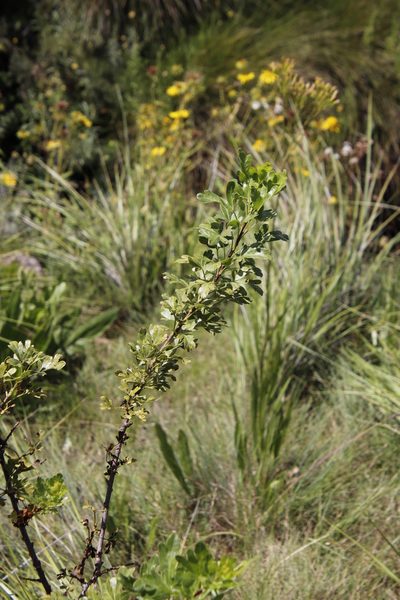 Polemannia montana, photographed by Tony Rebelo
