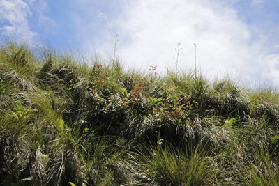 Phygelius capensis, photographed by Tony Rebelo