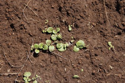 Diclis rotundifolia, photographed by Tony Rebelo