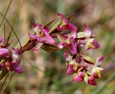 Disperis tysonii, photographed by Tony Rebelo
