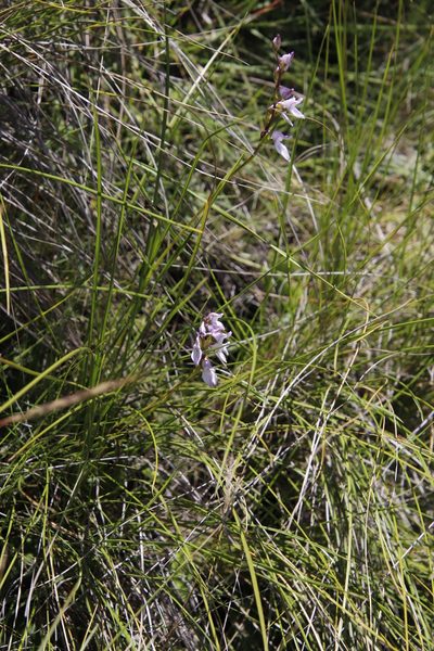 Brownleea recurvata, photographed by Tony Rebelo