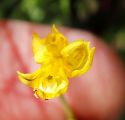Schizochilus zeyheri, photographed by Tony Rebelo