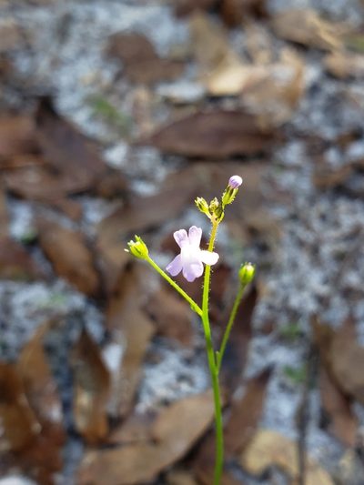 Nuttallanthus floridanus, photographed by Robert Guralnick