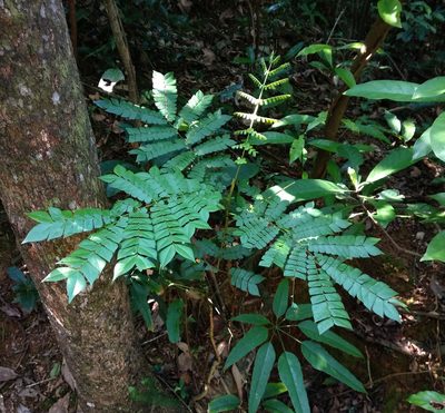 Archidendron clypearia, photographed by portioid