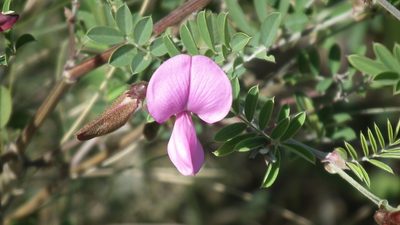 Tephrosia grandiflora, photographed by Shaun Swanepoel