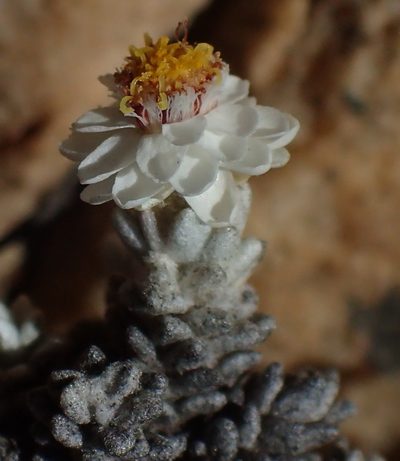 Helichrysum saxicola, photographed by Nicola van Berkel