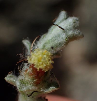 Helichrysum zwartbergense, photographed by Nicola van Berkel