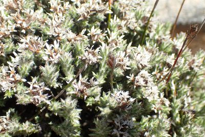 Metalasia strictifolia, photographed by Nicola van Berkel