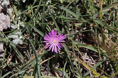 Delosperma basuticum, photographed by Tony Rebelo