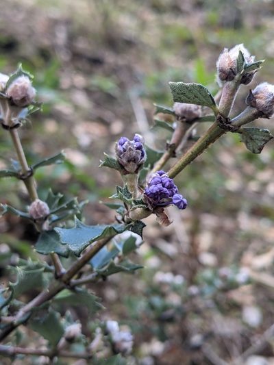 Ceanothus divergens, photographed by Nora Bales