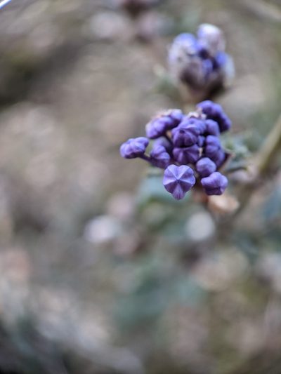 Ceanothus divergens, photographed by Nora Bales