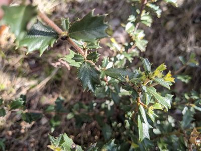 Ceanothus divergens, photographed by Nora Bales