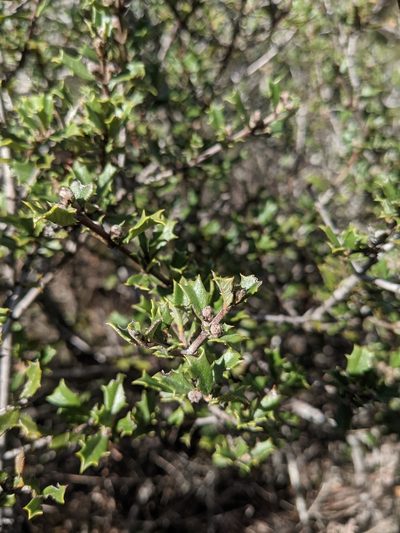 Ceanothus divergens, photographed by Nora Bales