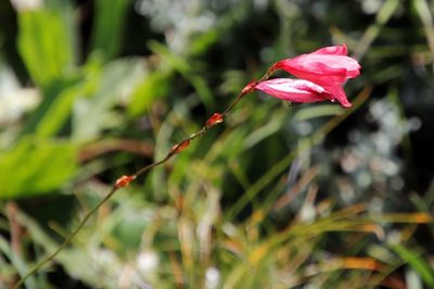 Tritonia drakensbergensis, photographed by Tony Rebelo