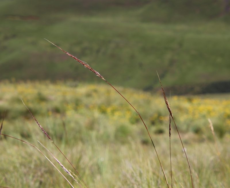 Trachypogon spicatus, photographed by Tony Rebelo