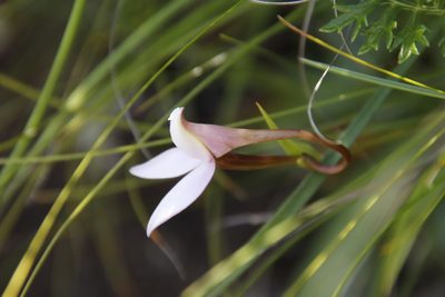 Brownleea macroceras, photographed by Tony Rebelo