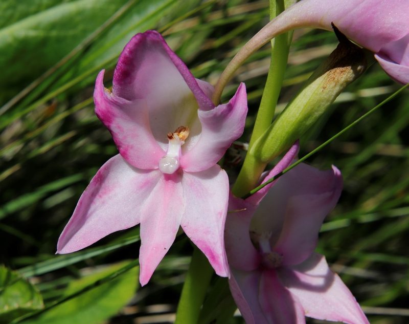 Disa crassicornis, photographed by Tony Rebelo