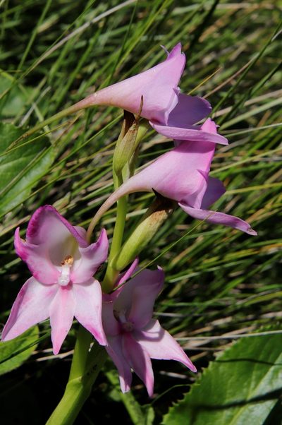 Disa crassicornis, photographed by Tony Rebelo