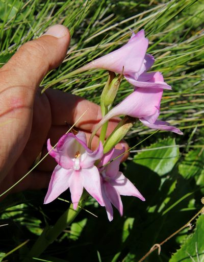 Disa crassicornis, photographed by Tony Rebelo