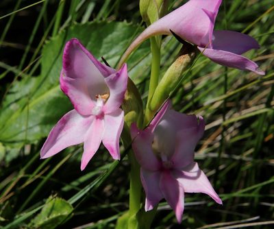 Disa crassicornis, photographed by Tony Rebelo