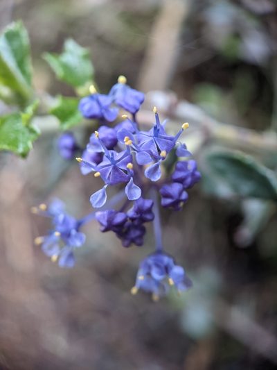 Ceanothus divergens, photographed by Nora Bales
