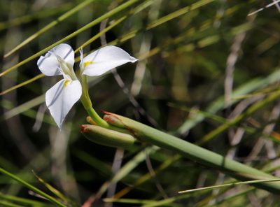 Moraea albicuspa, photographed by Tony Rebelo