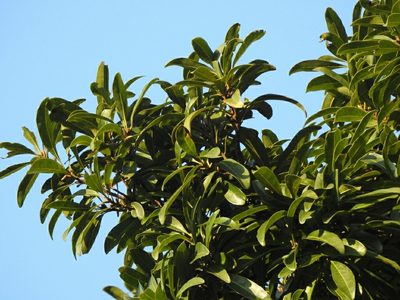 Symplocos wikstroemiifolia, photographed by Jacy Chen
