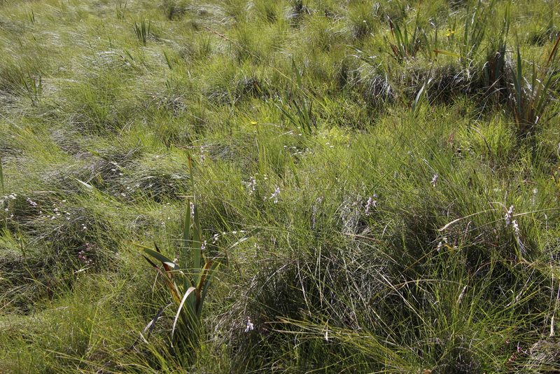 Brownleea recurvata, photographed by Tony Rebelo