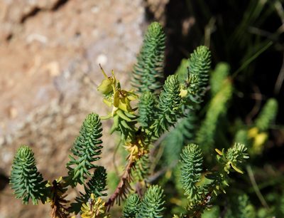 Euphorbia natalensis, photographed by Tony Rebelo