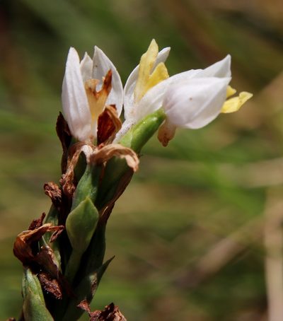 Schizochilus flexuosus, photographed by Tony Rebelo