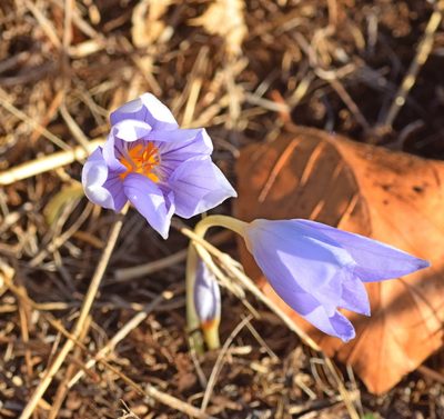 Crocus pulchellus, photographed by Kostas Zontanos