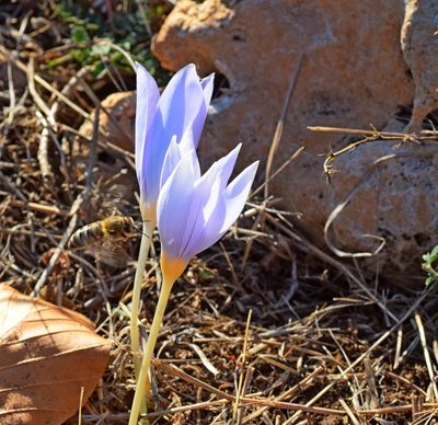 Crocus pulchellus, photographed by Kostas Zontanos