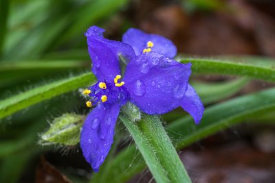 Tradescantia hirsutiflora, photographed by Kyle M. Simpson