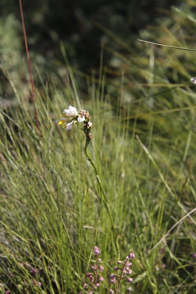 Schizochilus flexuosus, photographed by Tony Rebelo