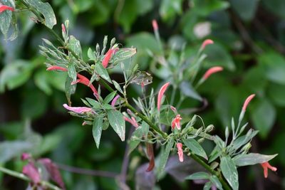 Dicliptera sciadephora, photographed by Neptalí Ramírez Marcial