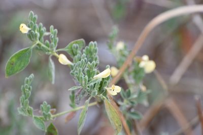 Henrya insularis, photographed by Neptalí Ramírez Marcial
