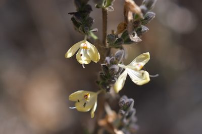 Henrya insularis, photographed by Neptalí Ramírez Marcial