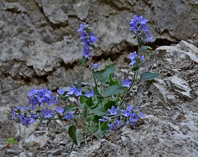 Campanula versicolor, photographed by Kostas Zontanos