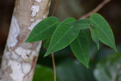 Ruehssia sumiderensis, photographed by Neptalí Ramírez Marcial