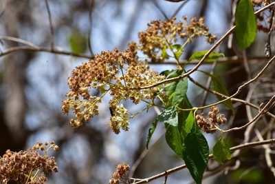 Montanoa tomentosa, photographed by Neptalí Ramírez Marcial
