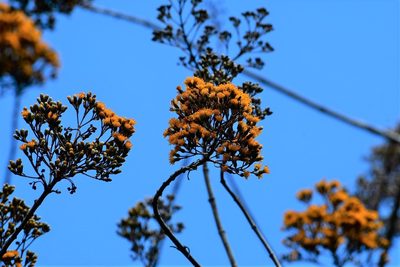 Sinclairia vagans, photographed by Neptalí Ramírez Marcial