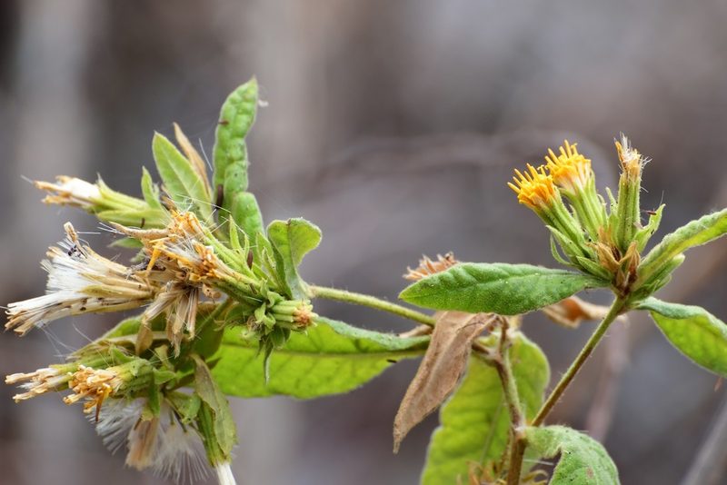 Trixis chiapensis, photographed by Neptalí Ramírez Marcial