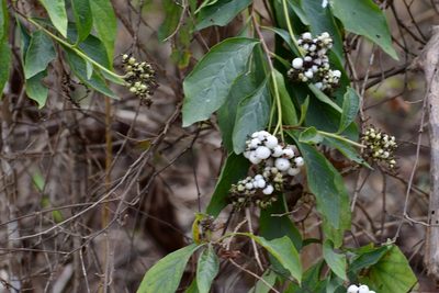 Tournefortia calycina, photographed by Neptalí Ramírez Marcial
