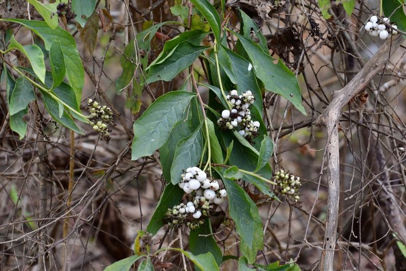 Tournefortia calycina, photographed by Neptalí Ramírez Marcial